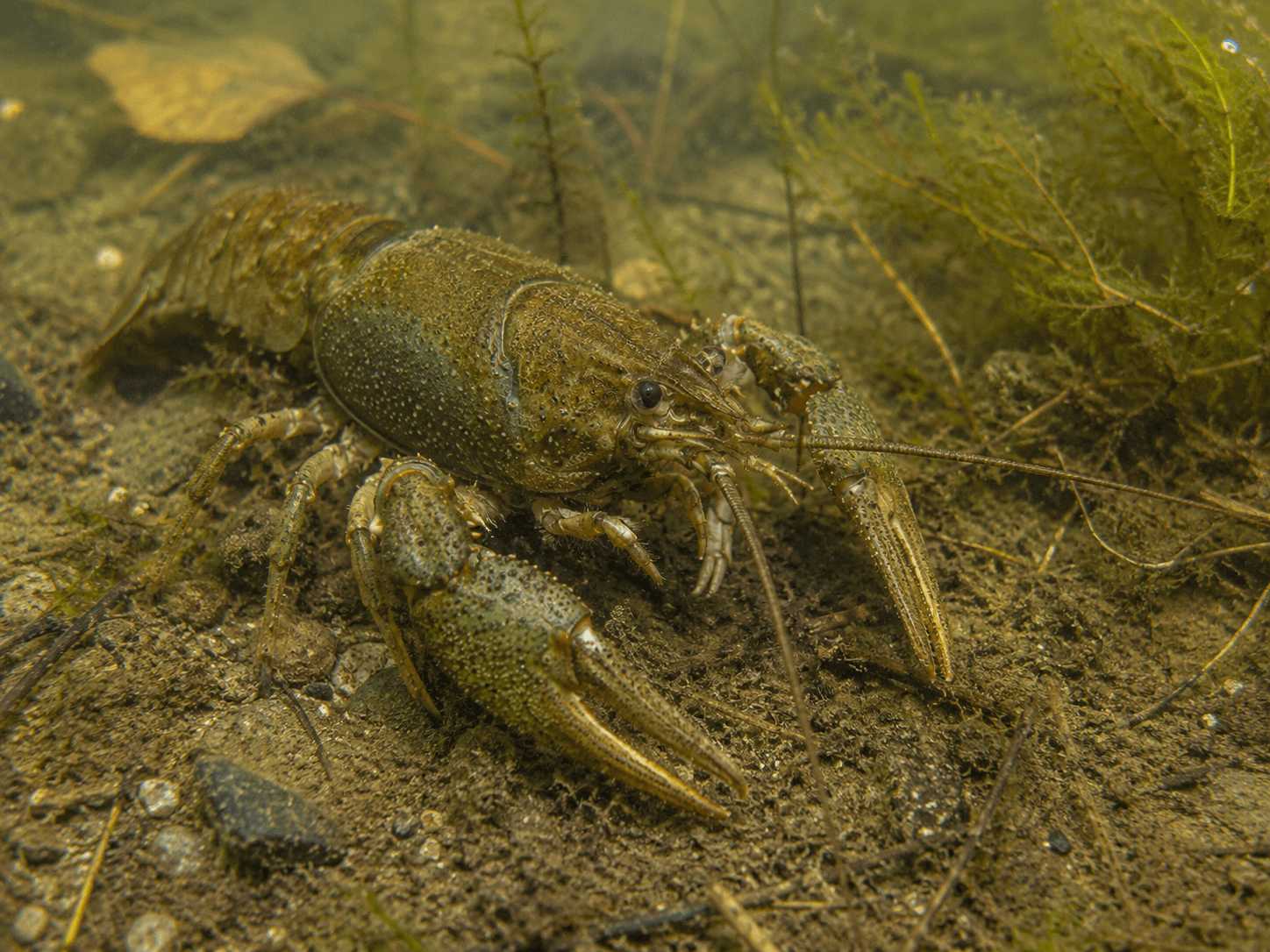 Galizierkrebs (Pontastacus leptodactylus)