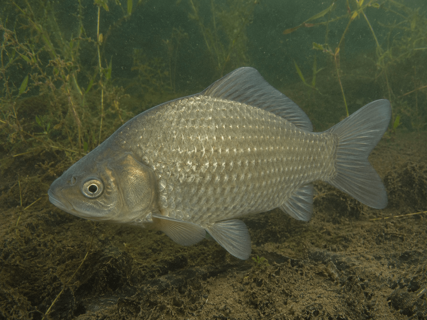 Giebel (Carassius gibelio)