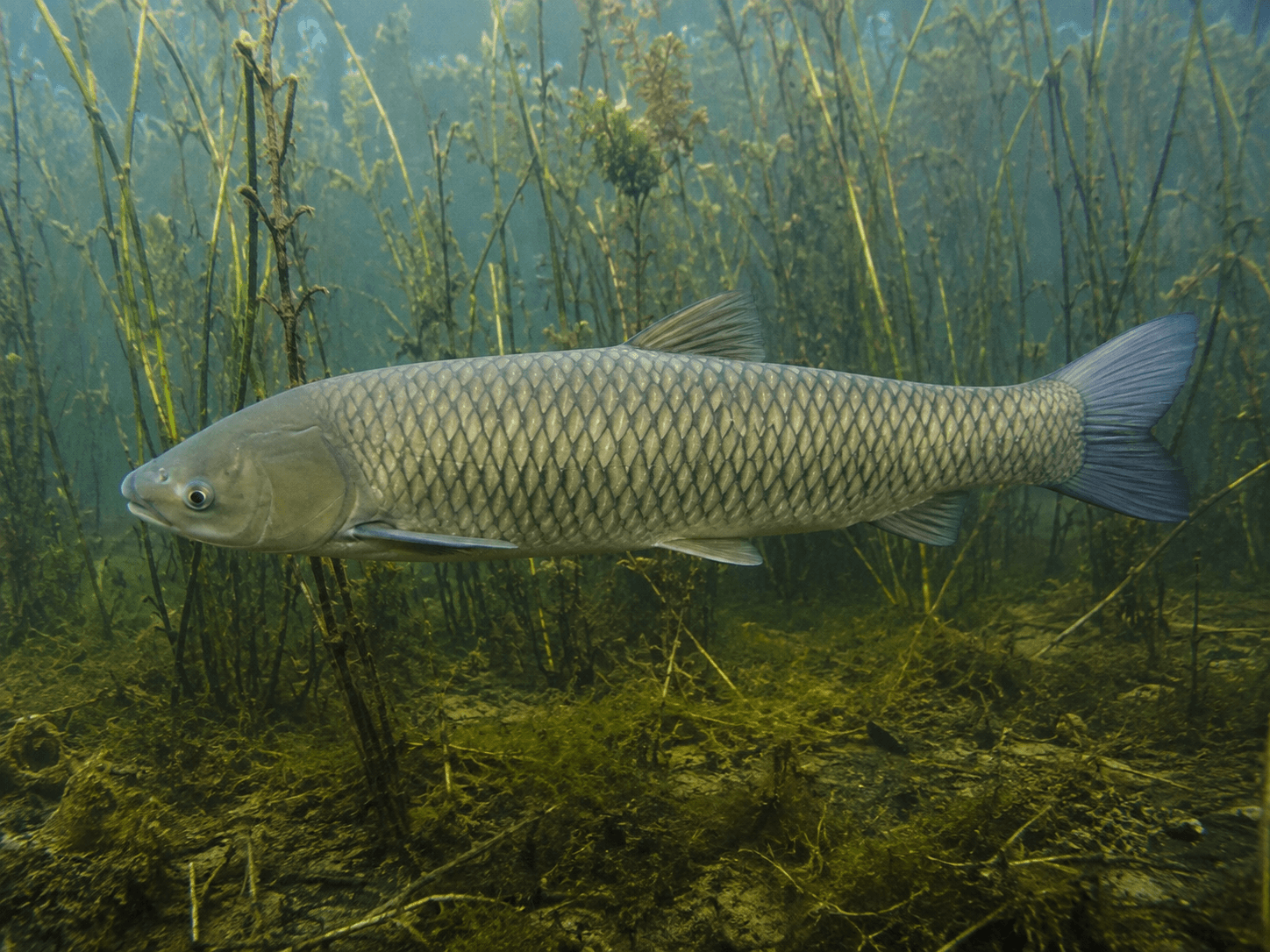 Graskarpfen (Ctenopharyngodon idella)