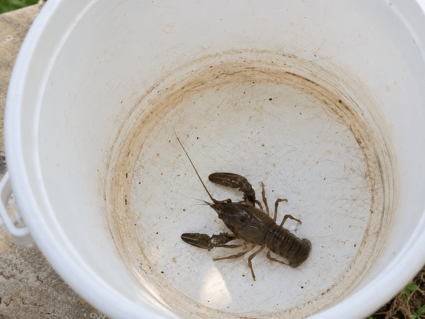 Kamberkrebs (Faxonius limosus)