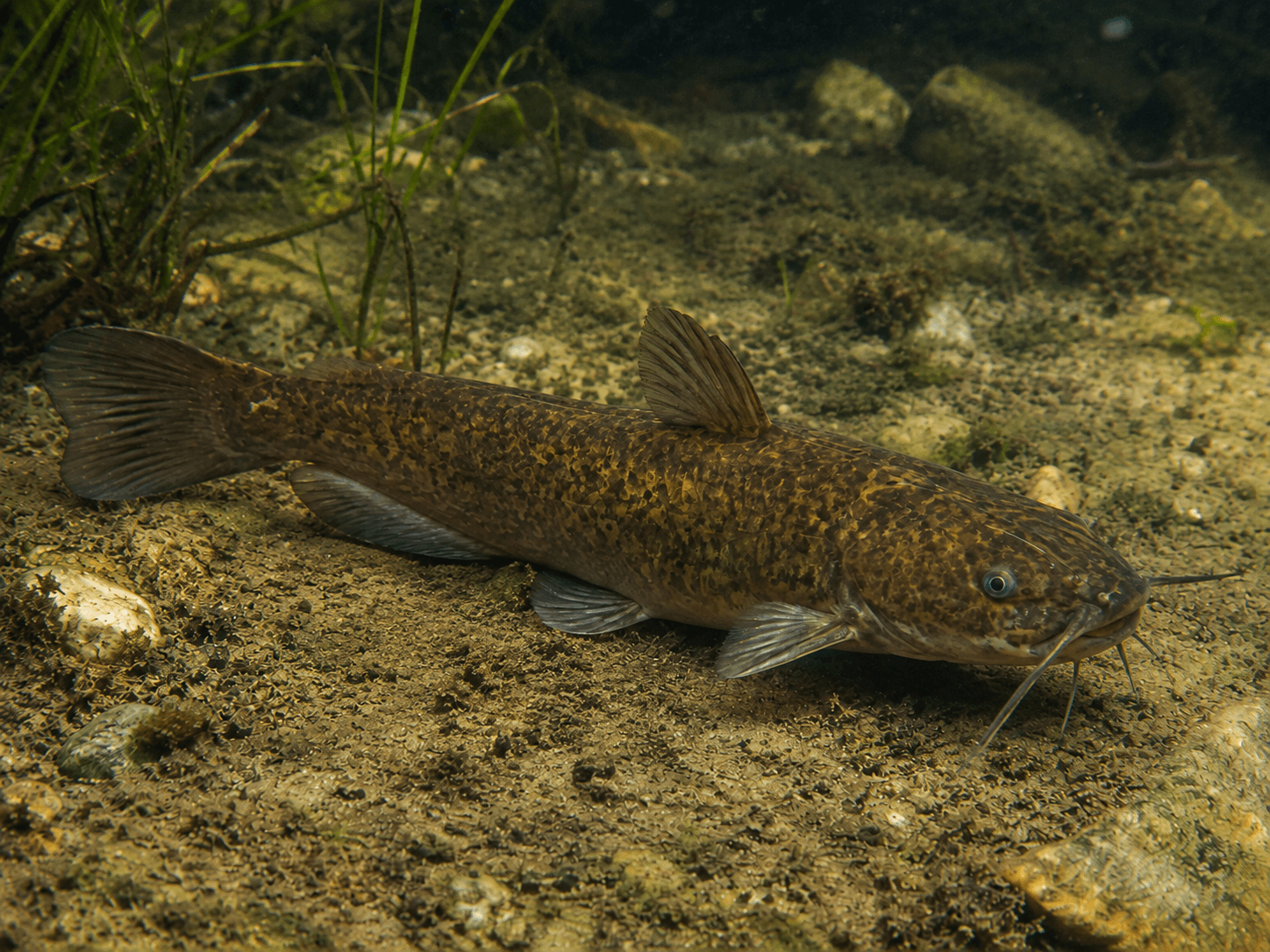 Katzenwels (Ameiurus nebulosus)