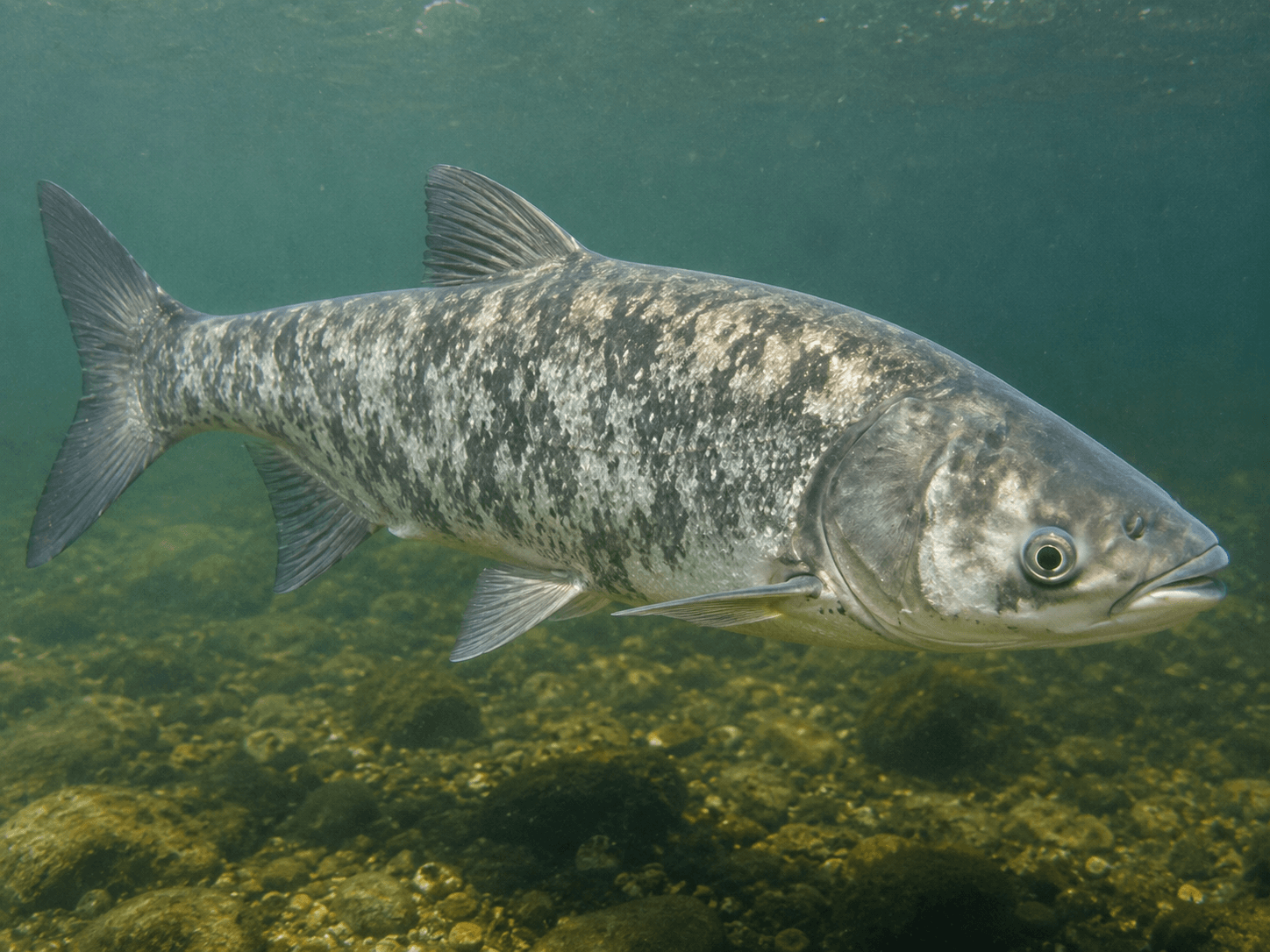 Marmorkarpfen (Hypophthalmichthys nobilis)