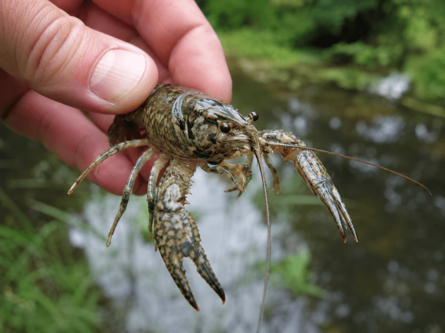 Marmorkrebs (Procambarus virginalis)