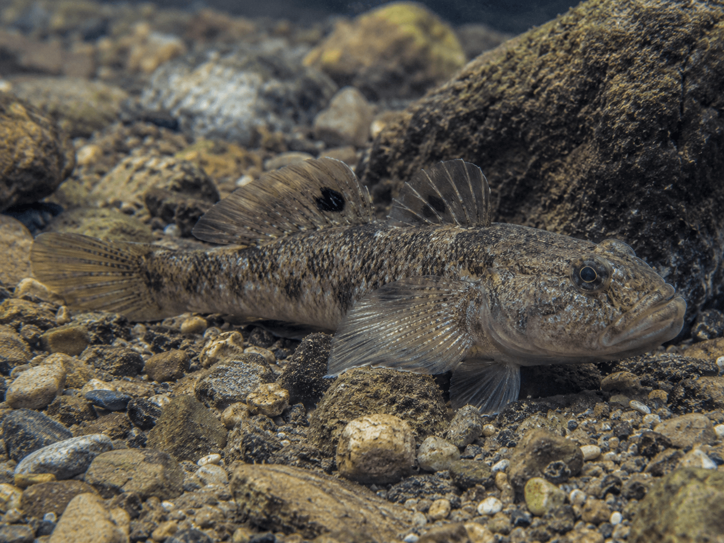 Schwarzmundgrundel (Neogobius melanostomus)