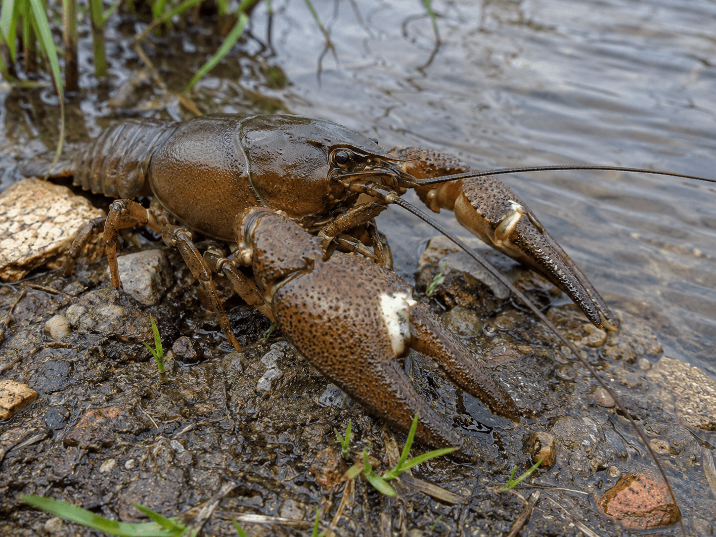 Signalkrebs (Pacifastacus leniusculus)