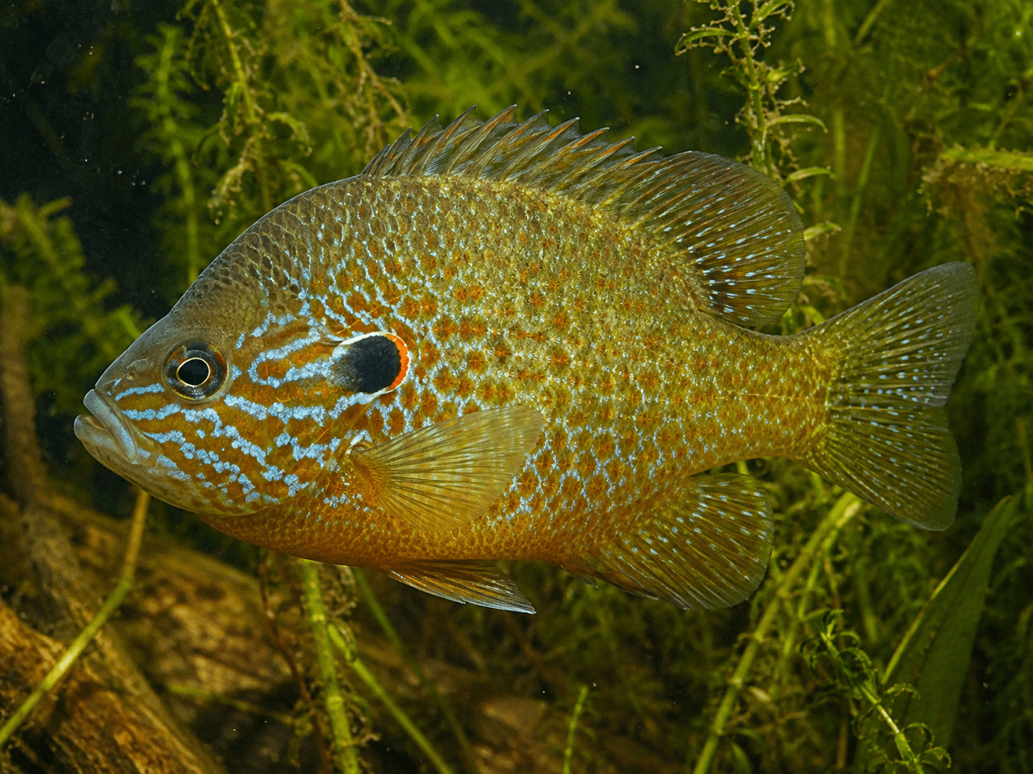 Sonnenbarsch (Lepomis gibbosus)