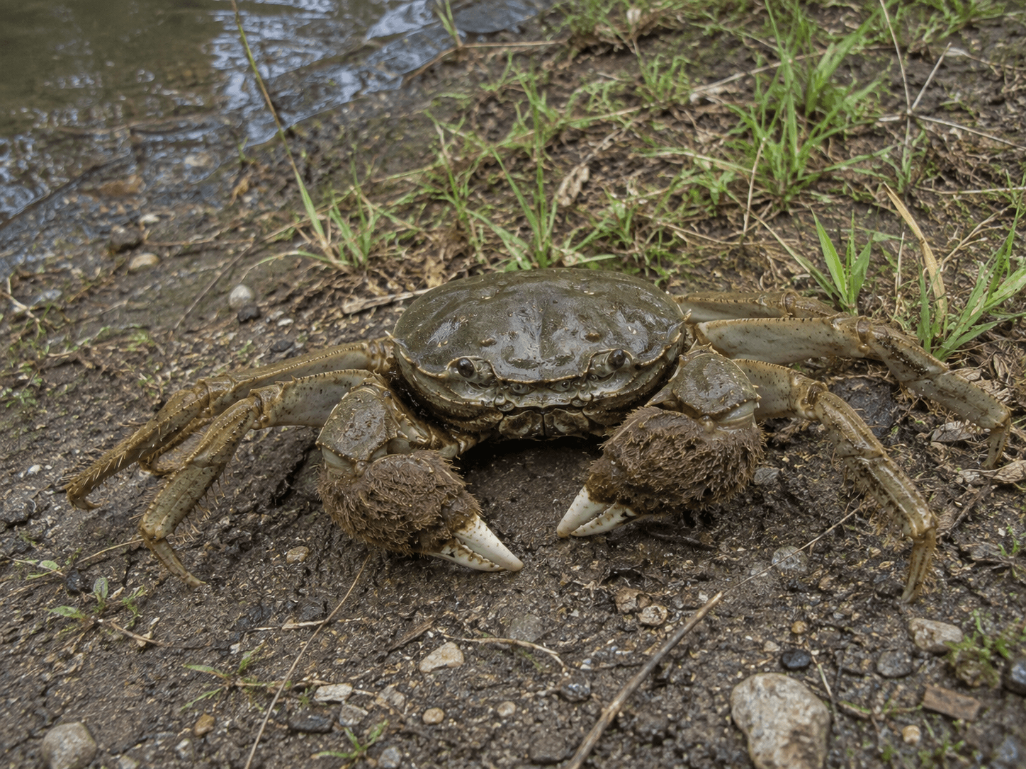 Chinesische Wollhandkrabbe (Eriocheir sinensis)